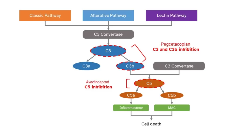 an image of the complement system - C3 and C5