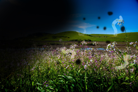 an image of retina detachment